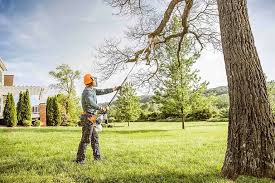 Best Tree Cabling and Bracing  in Gruver, TX