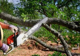 Best Firewood Processing and Delivery  in Gruver, TX