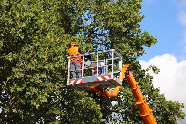 Best Fruit Tree Pruning  in Gruver, TX